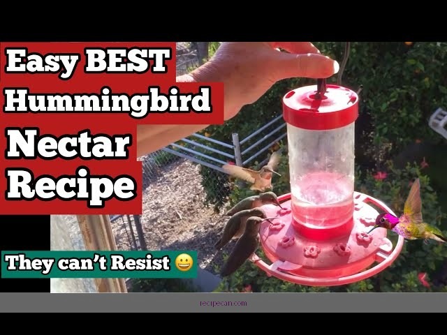 Hummingbird Juice Recipe: A Sweet Delight for All
