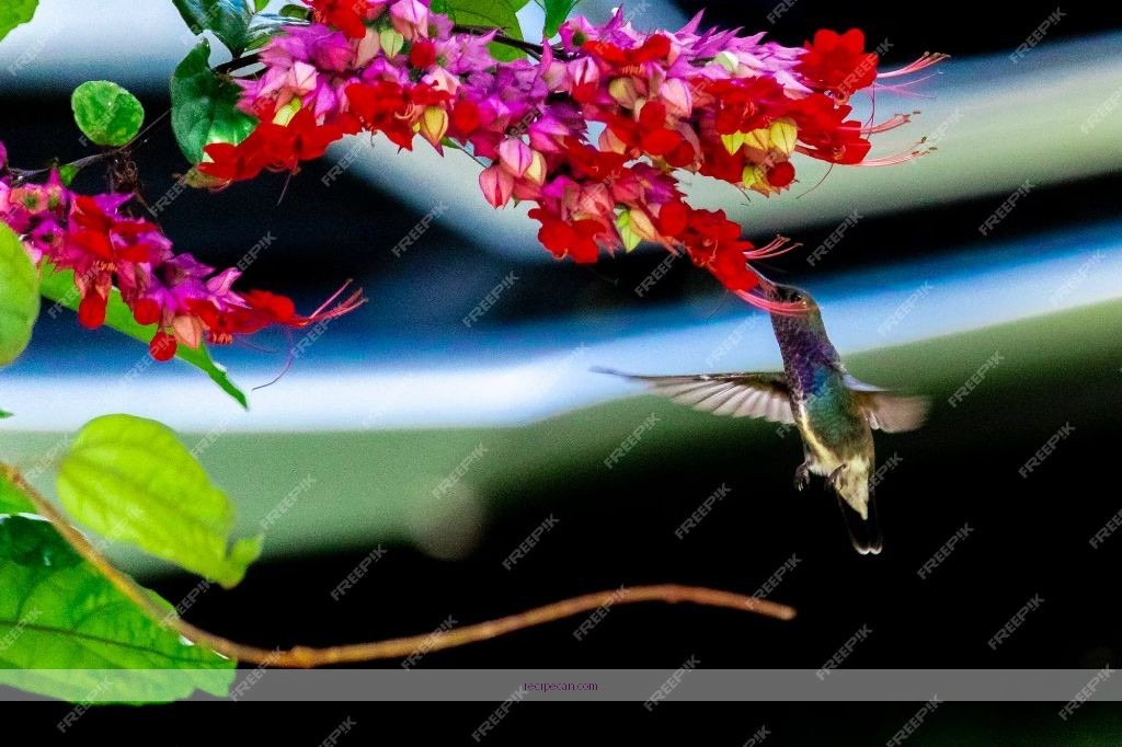 Recipe for Hummingbird Juice: A Sweet Nectar for Your Feathered Friends