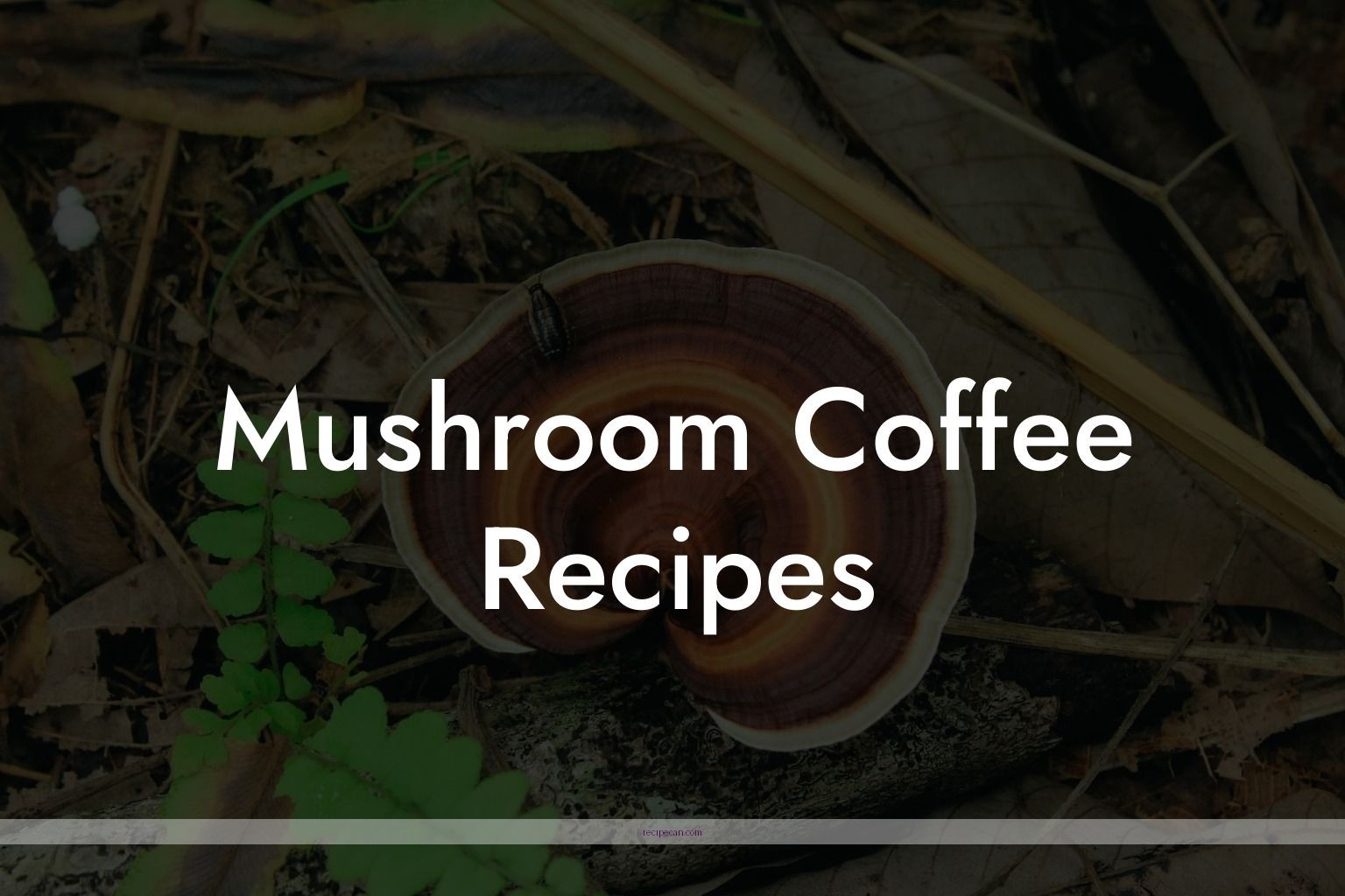 Delicious Mushroom Coffee Recipes You Can Make at Home
