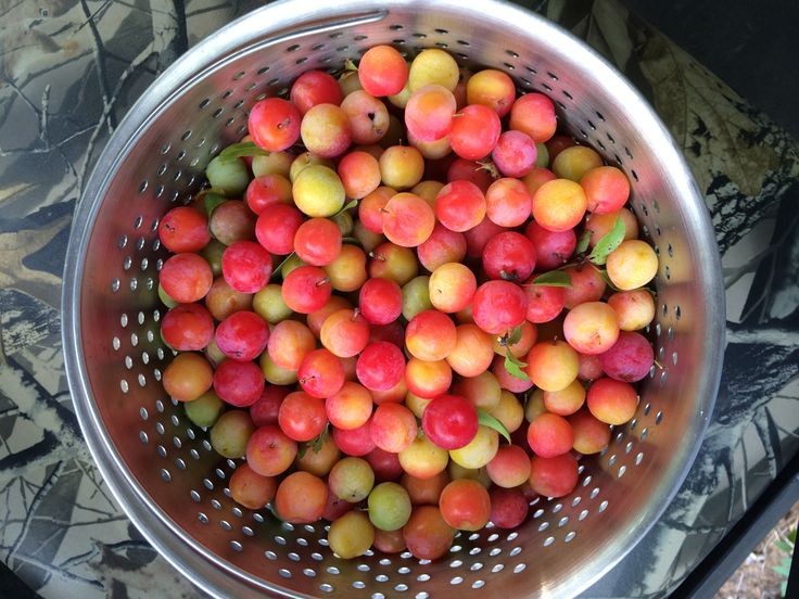 The Complete Expert Guide to Safely Making Wild Plum Jam