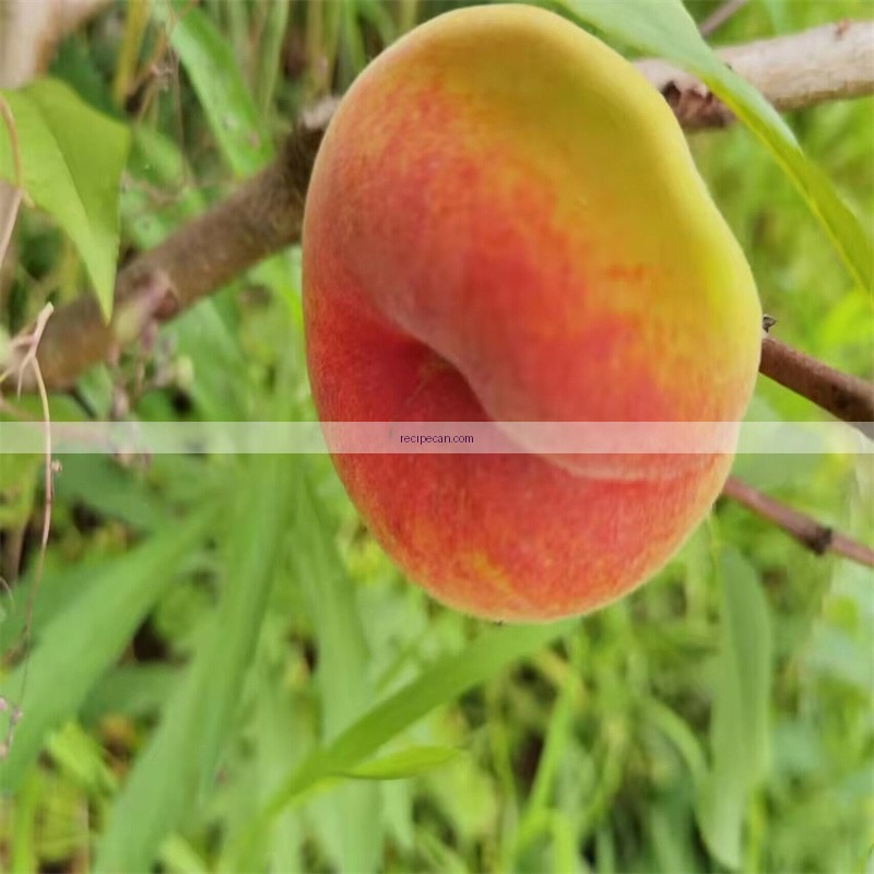 Savory Donut Peach Logo - donut peach recipes
