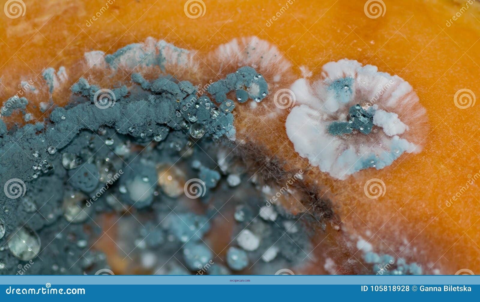 Spoiled Pumpkin Coffee Warning Signs Mold Expert Safely Making Pumpkin - pumpkin coffee recipe